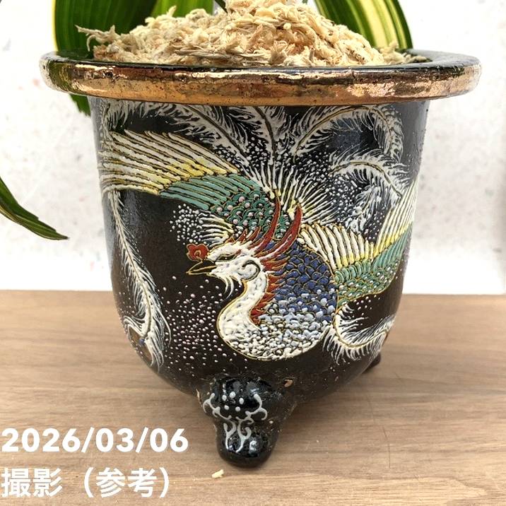 現品お届け】観音竹 カンノンチク 天山の縞 てんざんのしま 錦鉢（K14