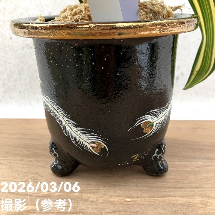 現品お届け】観音竹 カンノンチク 天山の縞 てんざんのしま 錦鉢（K14