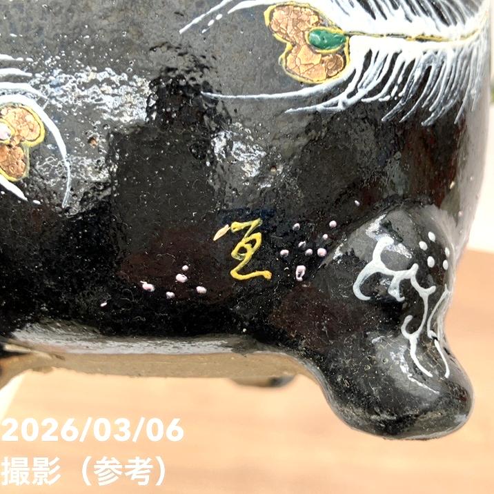 65周年記念セール】【現品お届け】観音竹 カンノンチク 天山の縞 てん