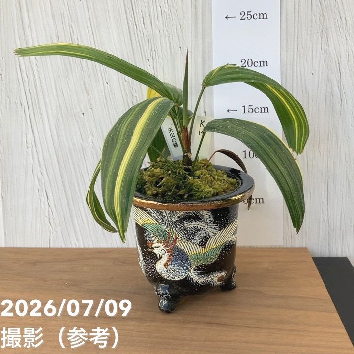 現品お届け】観音竹 カンノンチク 天山の縞 てんざんのしま 錦鉢（K14