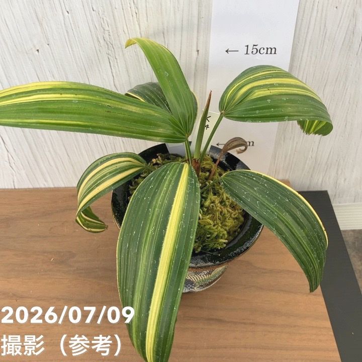 決算P5倍！10%OFF！8/2まで】【現品お届け】観音竹 カンノンチク 天山