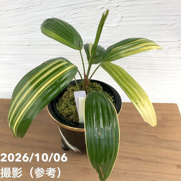 お買い得！1/5まで】【現品お届け】観音竹 カンノンチク 天山の縞 てん
