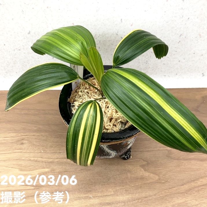 現品お届け】観音竹 カンノンチク 天山の縞 てんざんのしま 錦鉢（K14