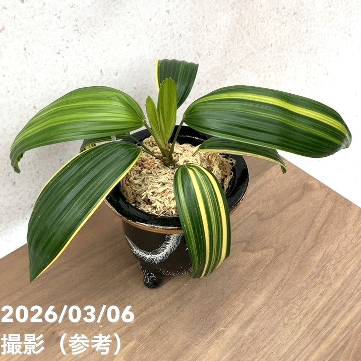 現品お届け】観音竹 カンノンチク 天山の縞 てんざんのしま 錦鉢（K14