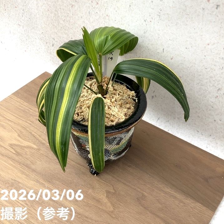 現品お届け】観音竹 カンノンチク 天山の縞 てんざんのしま 錦鉢（K14