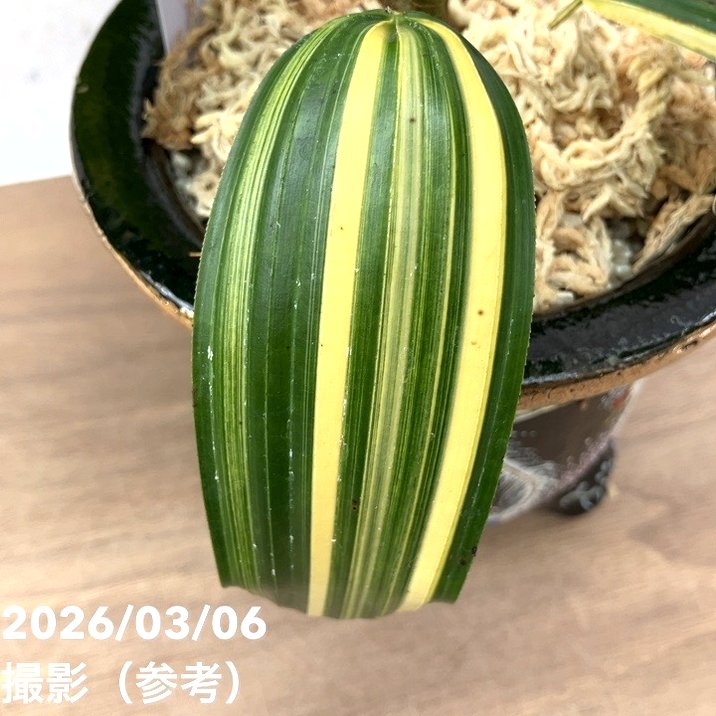 現品お届け】観音竹 カンノンチク 天山の縞 てんざんのしま 錦鉢（K14