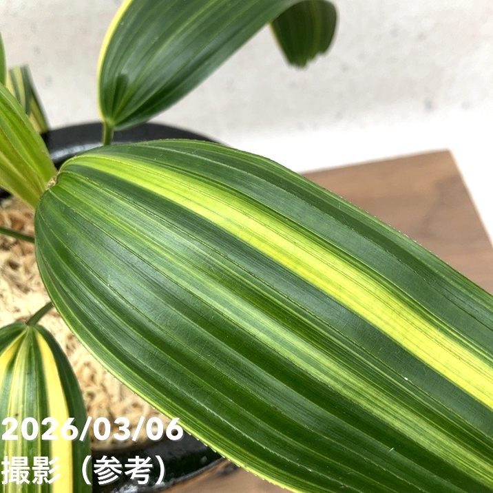 現品お届け】観音竹 カンノンチク 天山の縞 てんざんのしま 錦鉢（K14