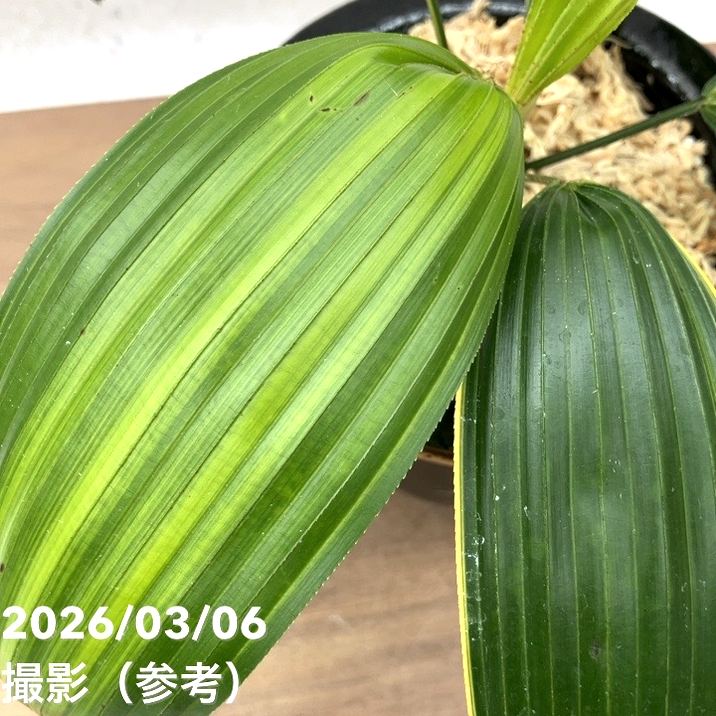 現品お届け】観音竹 カンノンチク 天山の縞 てんざんのしま 錦鉢（K14