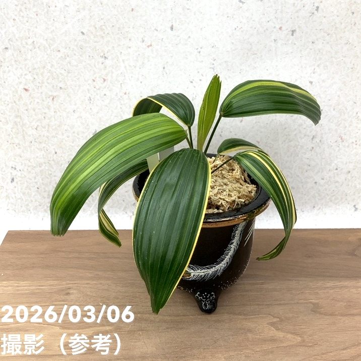 65周年記念セール】【現品お届け】観音竹 カンノンチク 天山の縞 てん