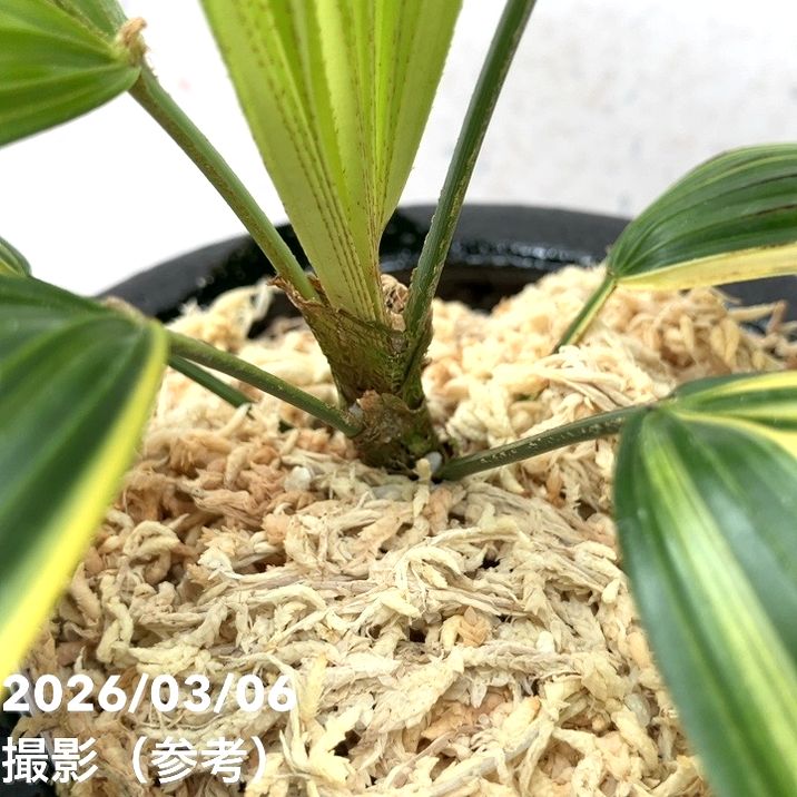 65周年記念セール】【現品お届け】観音竹 カンノンチク 天山の縞 てん