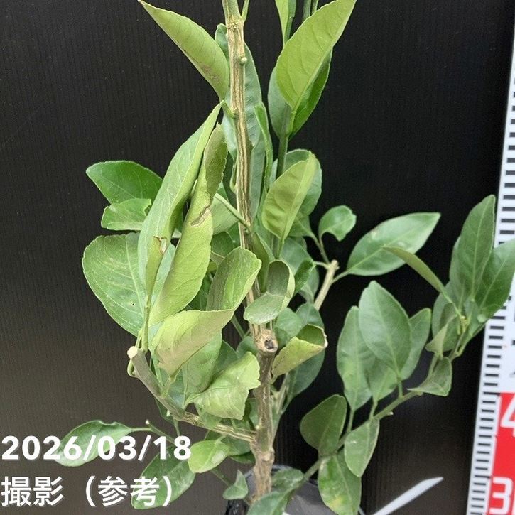みかん 南柑20号 5号ロングポット 2年生苗｜柑橘｜果樹04-PA | 果樹