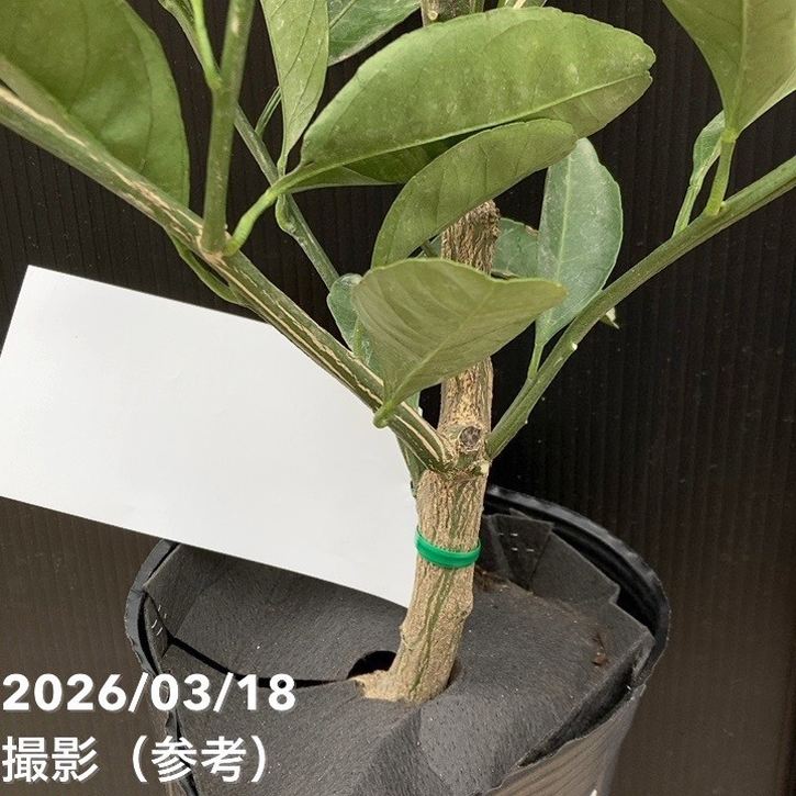 みかん 南柑20号 5号ロングポット 2年生苗｜柑橘｜果樹04-PA | 果樹