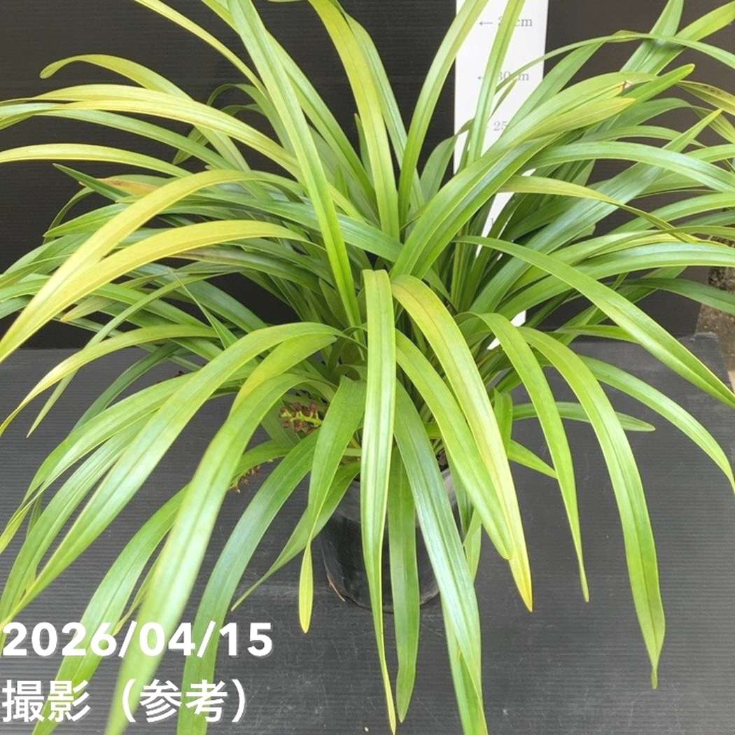 花芽6個以上＞キンリョウヘン 6号（品種不明）｜ミツバチ蘭｜洋蘭10-TU