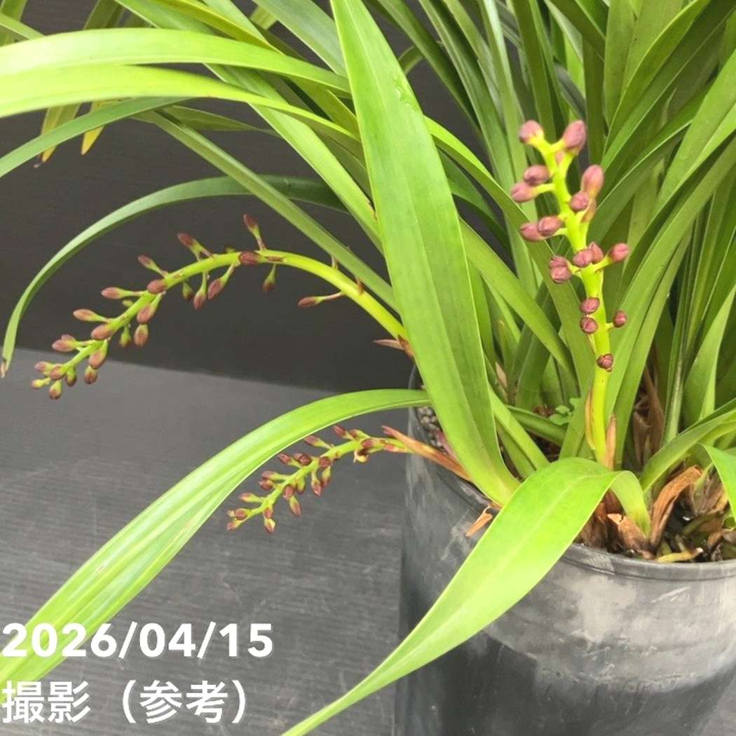 花芽6個以上＞キンリョウヘン 6号（品種不明）｜ミツバチ蘭｜洋蘭10-TU