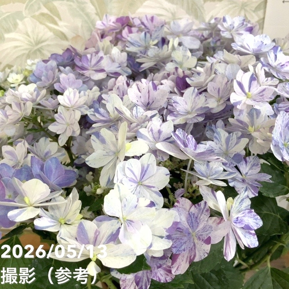アジサイ 彩羽千織 いろはちおり ブルー 6号｜鉢花04-PA | 花木・庭木