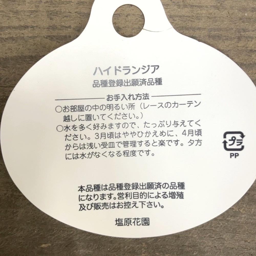アジサイ 彩羽千織 いろはちおり ブルー 6号｜鉢花04-PA | 花木・庭木