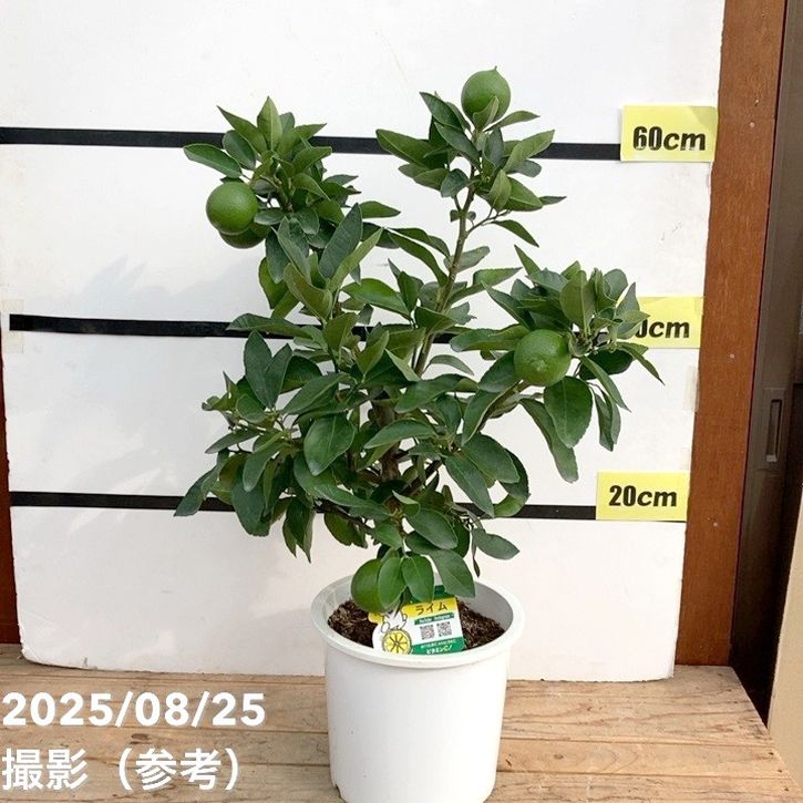 実付き柑橘＞ライム 7号｜柑橘｜果樹10-TU | 果樹,柑橘 | 赤塚