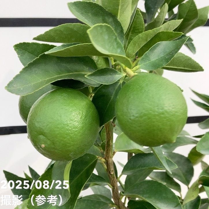 実付き柑橘＞ライム 7号｜柑橘｜果樹10-TU | 果樹,柑橘 | 赤塚植物園