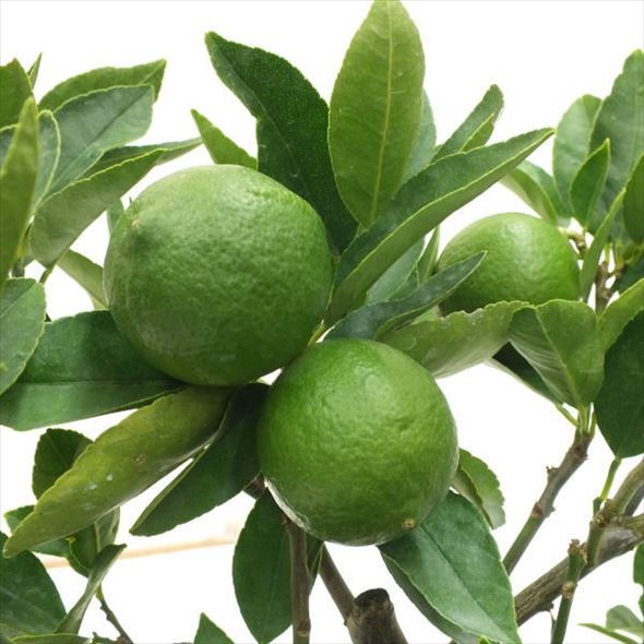 実付き柑橘 ライム 7号 10果樹 果樹 柑橘 赤塚植物園オンライン 花の音