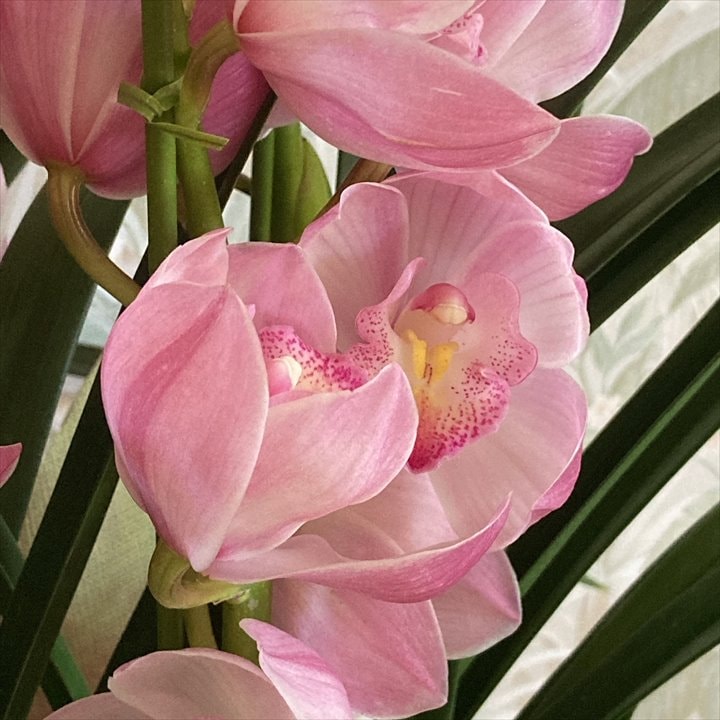 アートフラワーシンビジウム 鉢花 ピンクホワイト フラワーギフト 冬