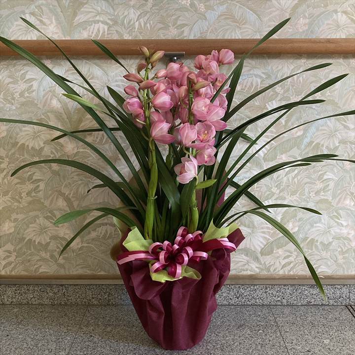 フラワーギフト 冬ギフトの定番！人気のシンビジューム ピンク系 6号