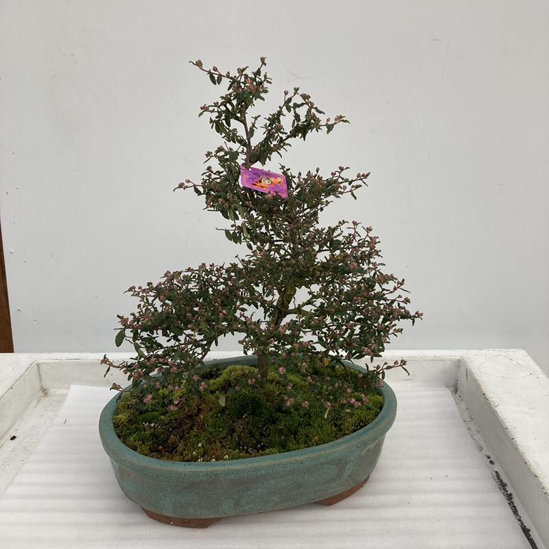 天皇梅 11号｜花木10-TU | 花木・庭木 | 赤塚植物園オンライン 花の音