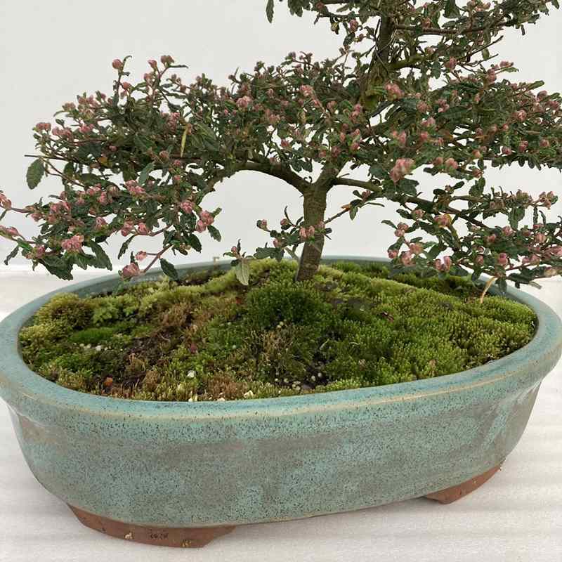 天皇梅 11号｜花木10-TU | 花木・庭木 | 赤塚植物園オンライン