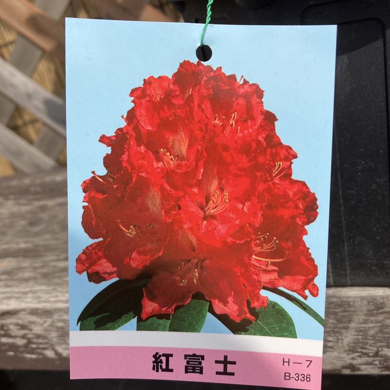 西洋シャクナゲ 6号 紅富士｜花木03-D3 | 花木・庭木,シャクナゲ