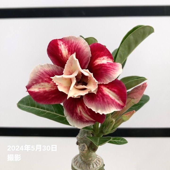 Shamrock ☆ Cat様専用 オーダー 【公式通販】