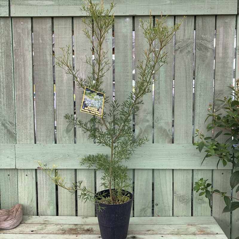 グレビレア ホワイトウィングス 5号 |花木04-PA | 花木・庭木,[珍しい