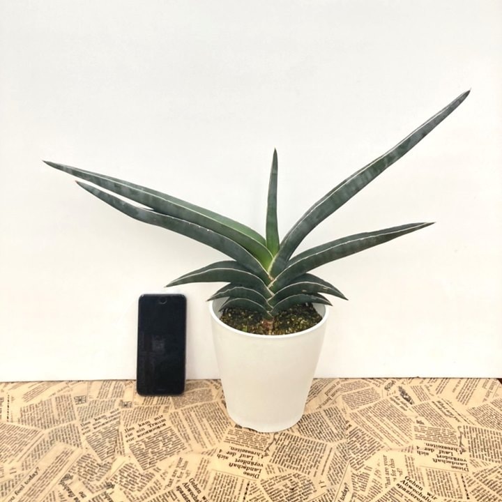 決算P5倍！10%OFF！8/2まで】サンスベリア 5号 ロブスター