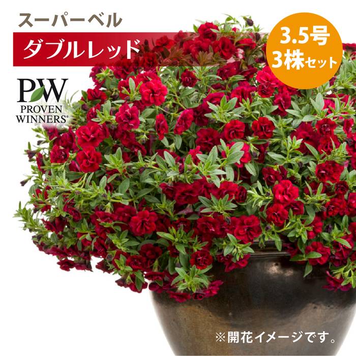 PW スーパーベル ダブルレッド 3.5号×3株セット PVP｜草花04-PA | 草花