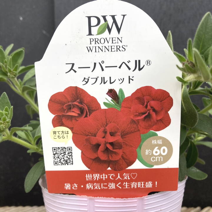 PW スーパーベル ダブルレッド 3.5号×3株セット PVP｜草花04-PA | 草花