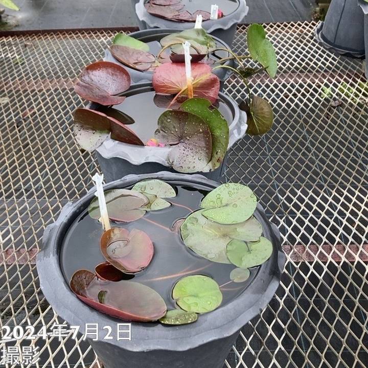 温帯スイレン 9号 ジャッカフォン Jakkaphong｜草花01-D1 | 草花,熱帯