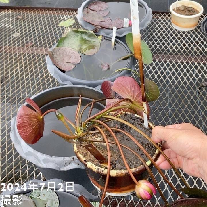 温帯スイレン 9号 ジャッカフォン Jakkaphong｜草花01-D1 | 草花,熱帯