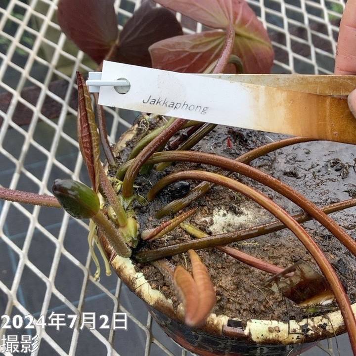 温帯スイレン 9号 ジャッカフォン Jakkaphong｜草花01-D1 | 草花,熱帯