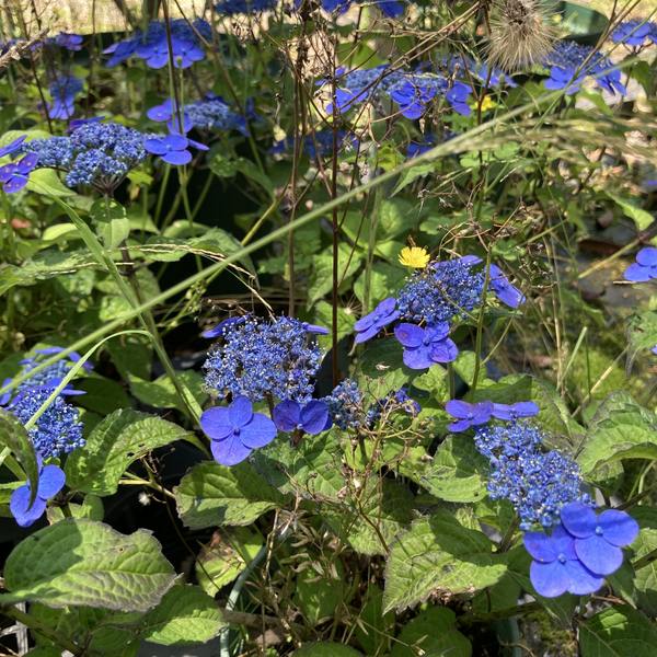 ヤマアジサイ 4号 紫水晶 ムラサキスイショウ（39）｜花木01-D1 | 赤塚