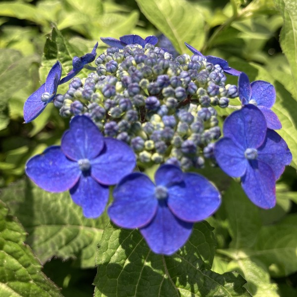 ヤマアジサイ 4号 紫水晶 ムラサキスイショウ（39）｜花木01-D1 | 赤塚