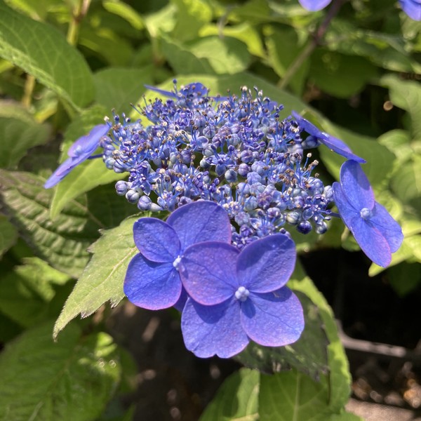 紫陽花 楽天市場】紫陽花 ヤマアジサイ 【瀬戸の月（せとのつき） 】 ポット苗