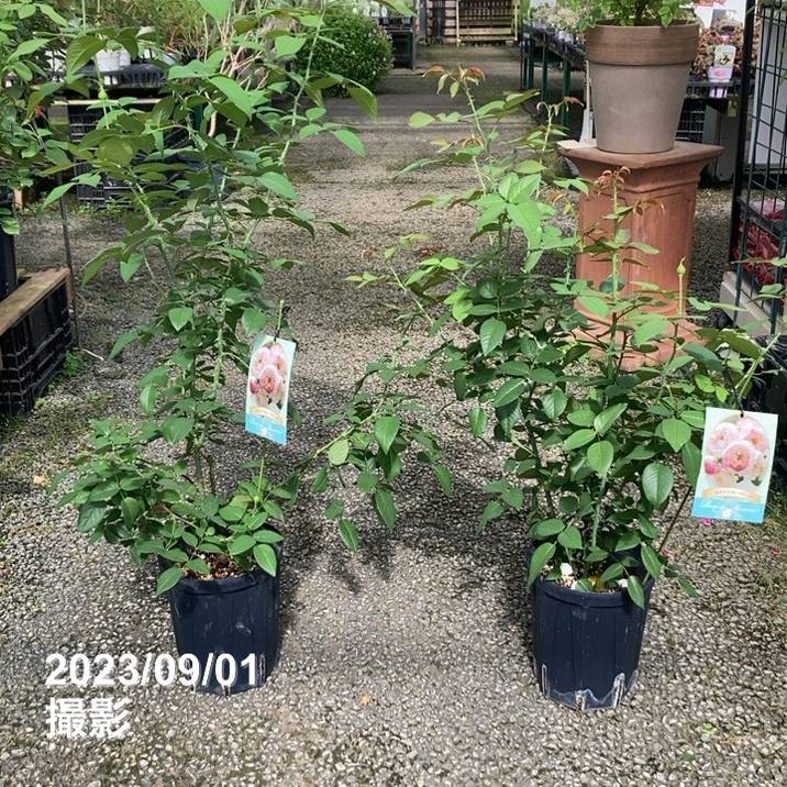 バラ中苗 サボン 6号ロングスリット鉢 河本バラ園 河本麻記子 バラ中苗 サボン 6号ロングスリット鉢 河本バラ園 河本麻記子