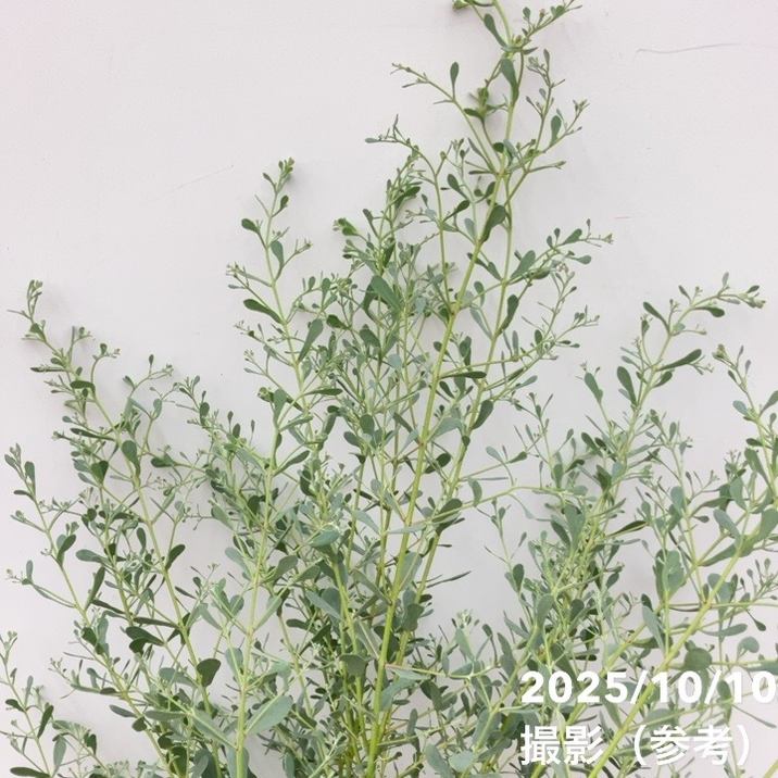 ユーカリグニー フランスブルー レンガン 6号 PVP｜花木04-PA | 花木