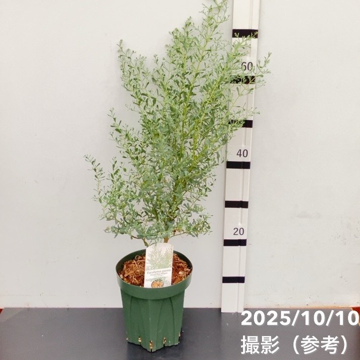 ユーカリグニー フランスブルー レンガン 6号 PVP｜花木04-PA