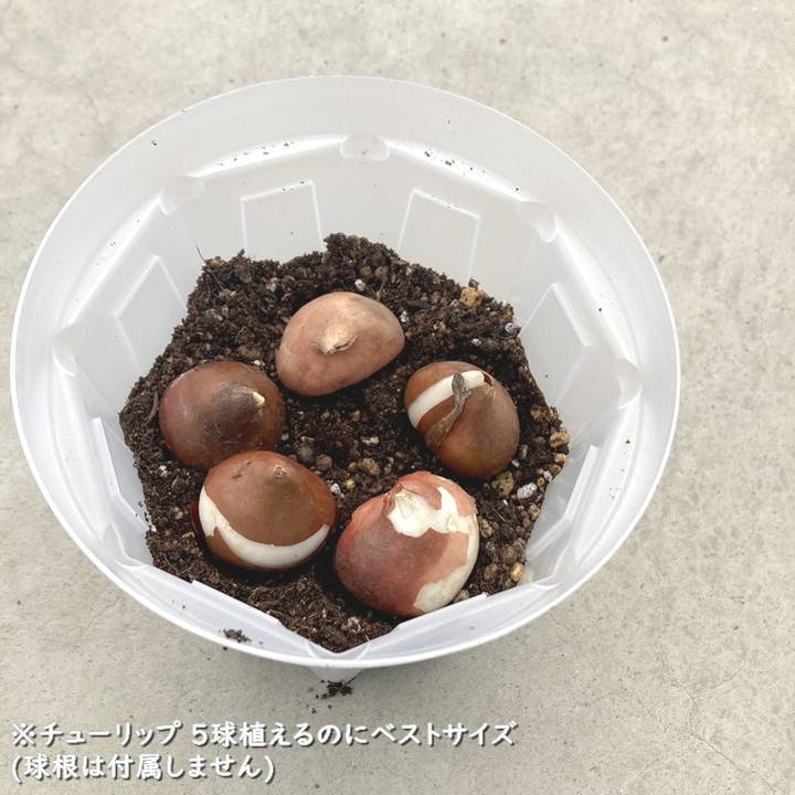 根詰まりしにくい！スリット鉢 5号ロング 5鉢セット ネガミエル