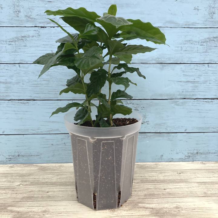 根詰まりしにくい！スリット鉢 5号ロング 5鉢セット ネガミエル