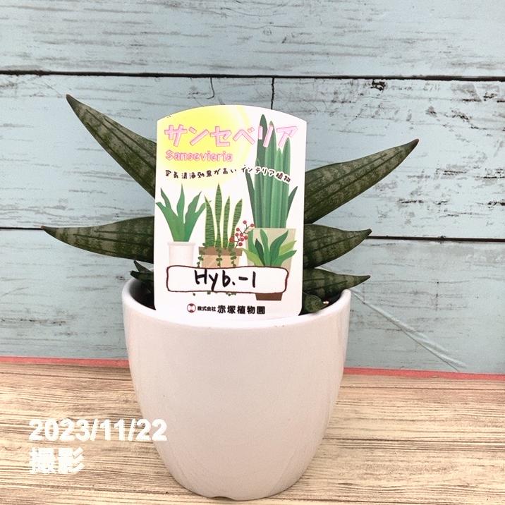 サンスベリア　ゼラニカ白鉢付き　130センチ前後　写真の様な商品　10号陶器 サンスベリア ゼラニカ白鉢付き 130センチ前後 写真の様な商品 10号