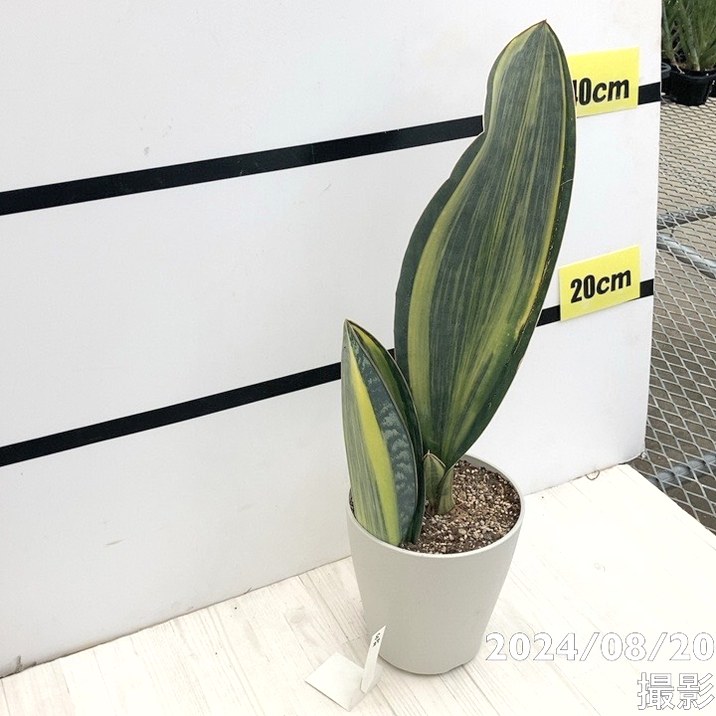 EMP サンセベリア Saigon サイゴン /最後の写真 イメージ SA354 EMP サンセベリア Saigon サイゴン /最後の写真 イメージ SA354 EMP