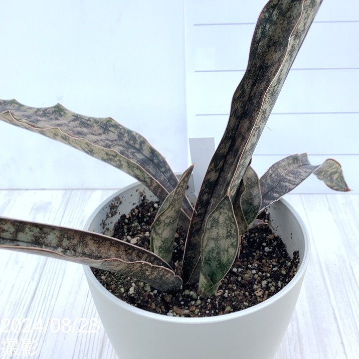 期間限定10％OFF！】【現品お届け】サンスベリア 5号 コパトーン 白