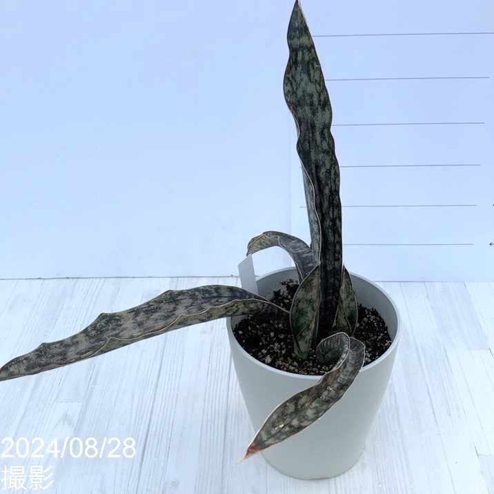 サンスベリア 鉢ごと コパトーン 斑入り サンセベリア sansevieria 園芸ネット本店｜[ザ・ファームセレクト]サンセベリア：キルキー