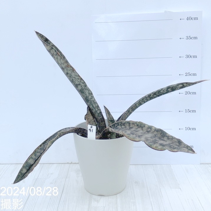 サンスベリア 鉢ごと コパトーン 斑入り サンセベリア sansevieria 園芸ネット本店｜[ザ・ファームセレクト]サンセベリア：キルキー