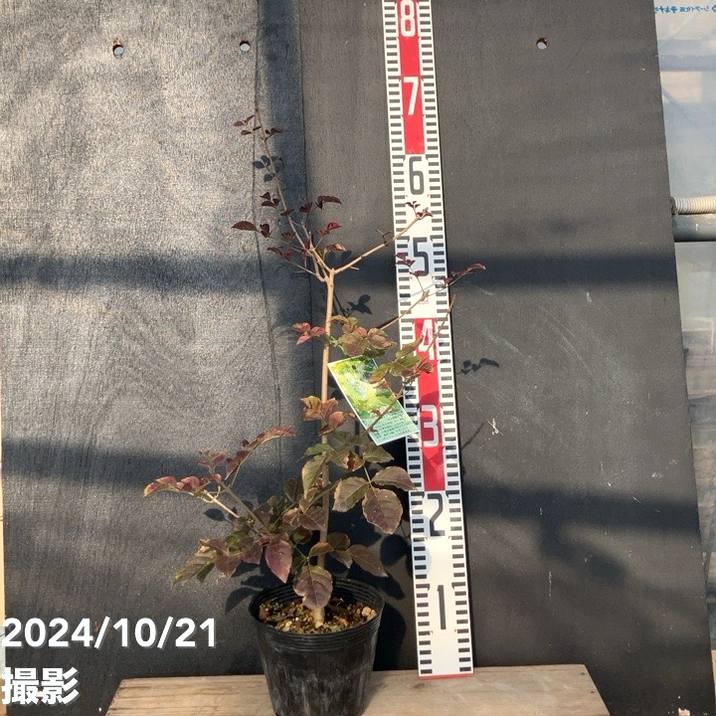 アオダモ（巨大サイズ）インテリア用